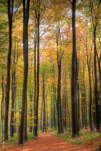 Waldweg im Oktober (1) © Stefan Schäfer