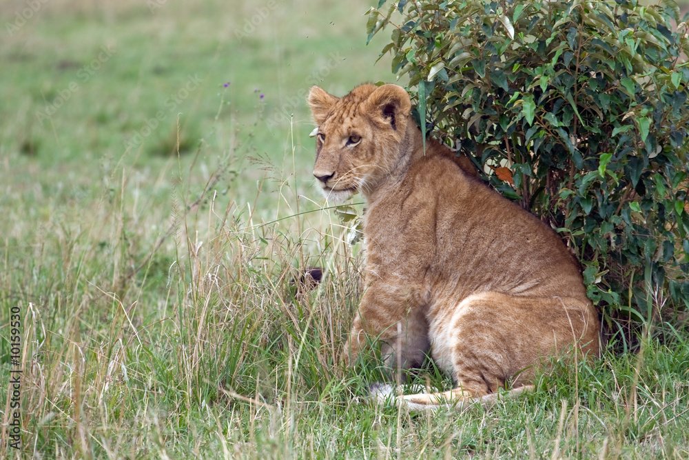 The wild animals on Safari in the Masai Mara Kenya Africa The wild animals on Safari in the Masai Mara Kenya Africa