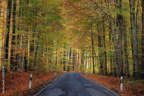 Landstraße im Herbstwald