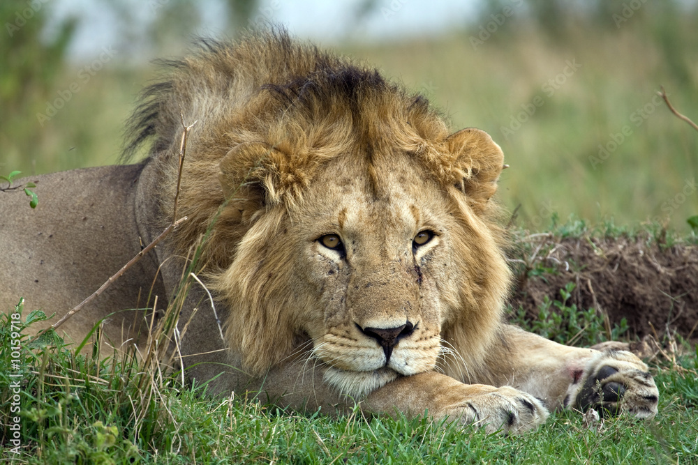 The wild animals on Safari in the Masai Mara Kenya Africa