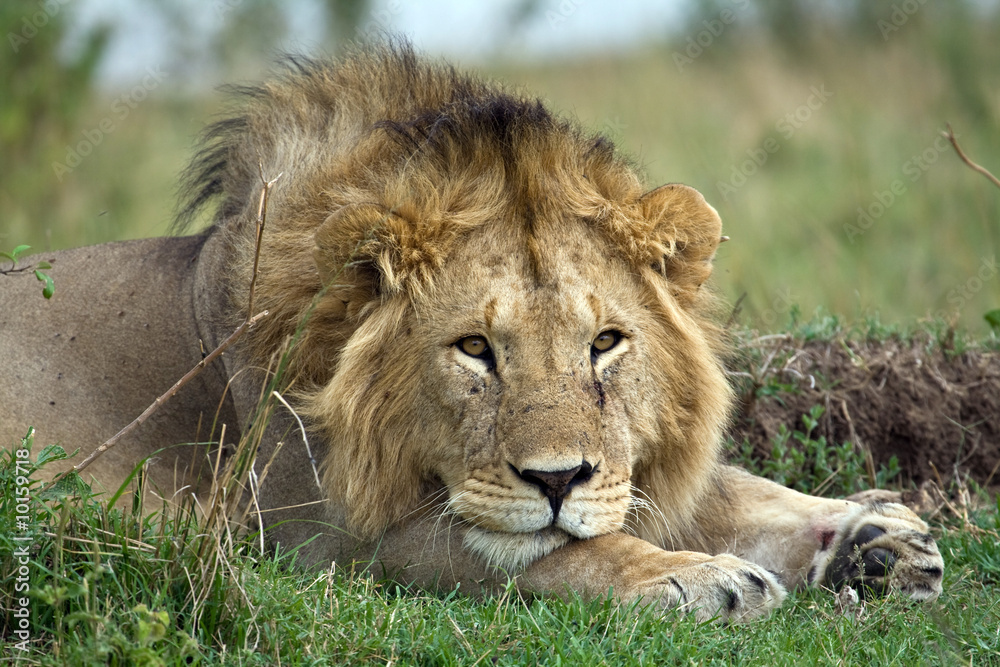 The wild animals on Safari in the Masai Mara Kenya Africa The wild animals on Safari in the Masai Mara Kenya Africa