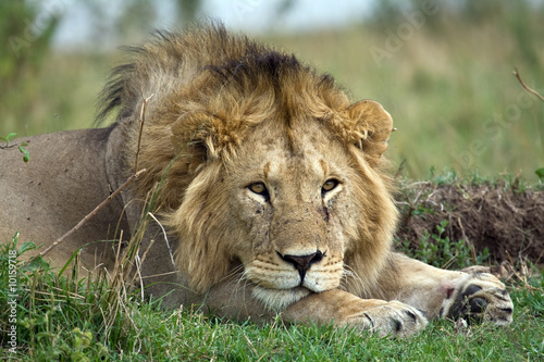 The wild animals on Safari in the Masai Mara Kenya Africa