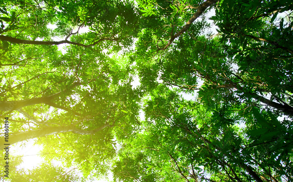 rays of sun in deep forest rays of sun in deep forest
