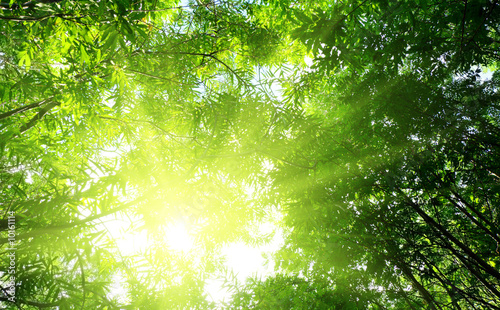 rays of sun in deep summer forest