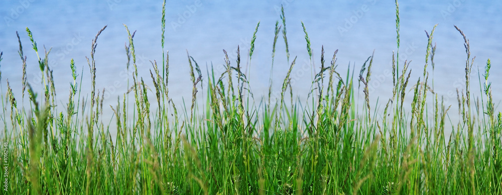 Fototapeta premium Haymaking on a coast of the river