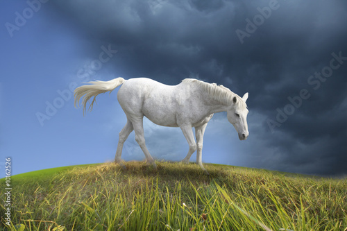 Fototapeta Naklejka Na Ścianę i Meble -  White horse walking in prairie.