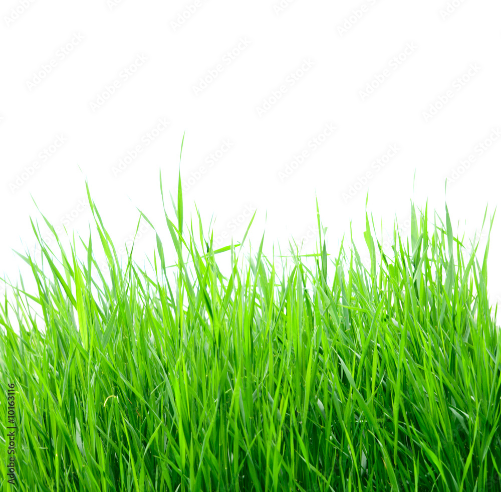 green grass isolated on the white background green grass isolated on the white background
