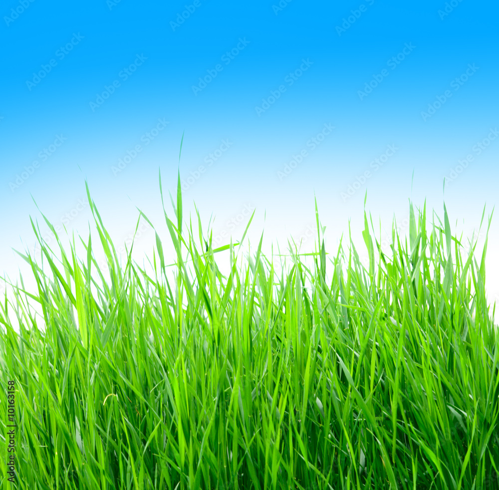 green grass and blue sky green grass and blue sky