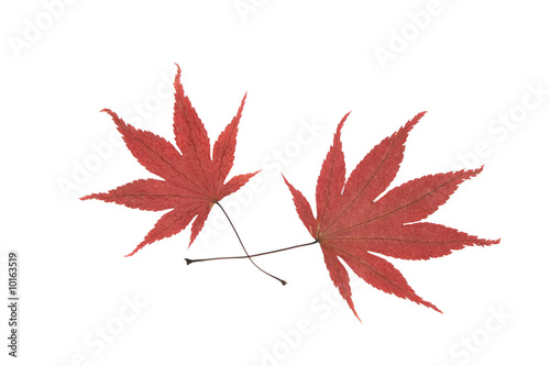 Two maple leaves on the white background