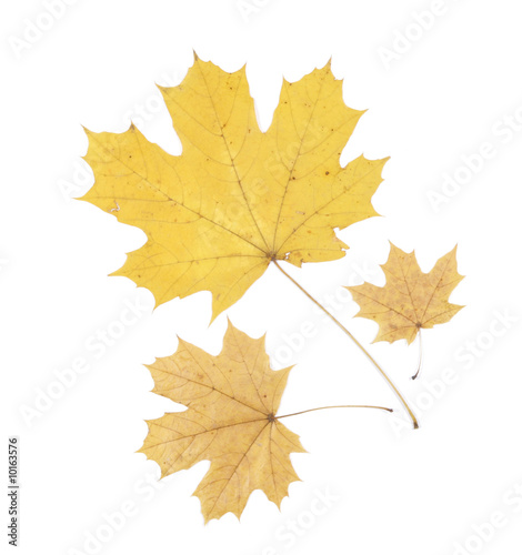Three yellow maple leaves on the white background