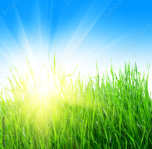 green grass and yellow sun