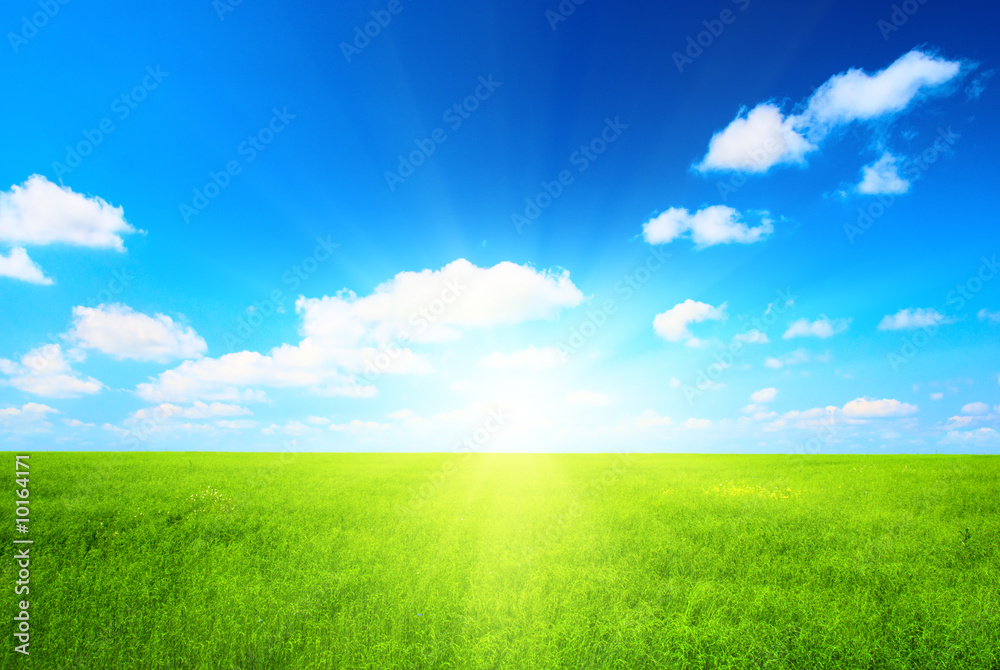 field of grass and sun