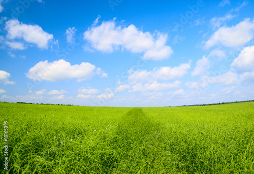 green field of flax and blue sky