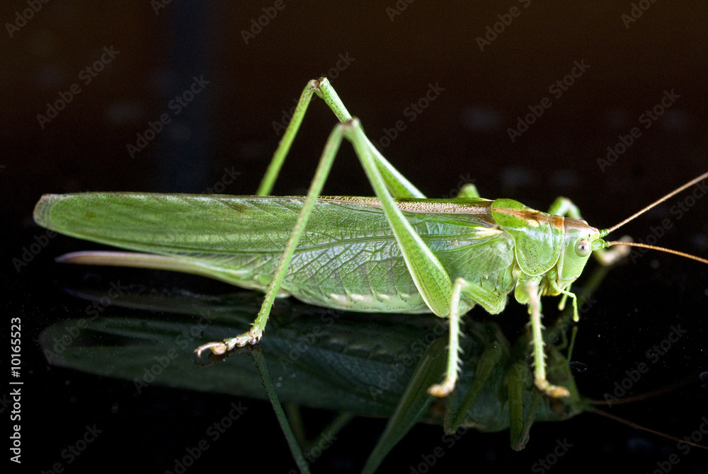 Grünes Heupferd,Tettigonia viridissima Grünes Heupferd,Tettigonia viridissima
