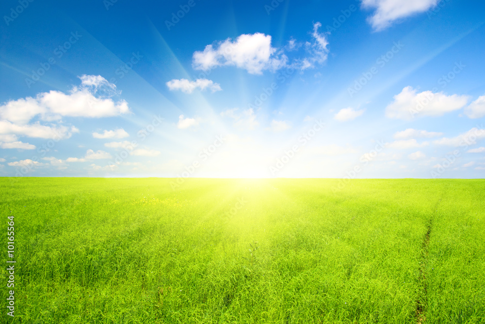 green field of flax and blue sky