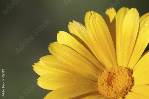 Yellow flower on the natural green background - closeup