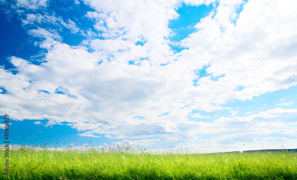 summer landscape field of green grass summer landscape field of green grass