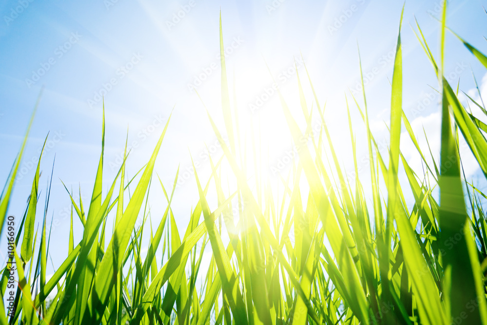 green gass and sun green gass and sun