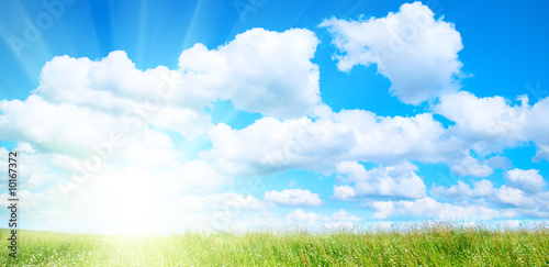 field of grass and sunny summer day