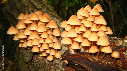 cluster of toxic mushroom