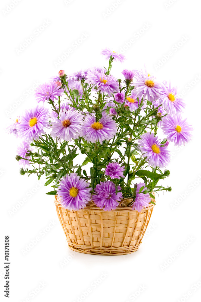 Obraz premium bouquet in a basket on a white background