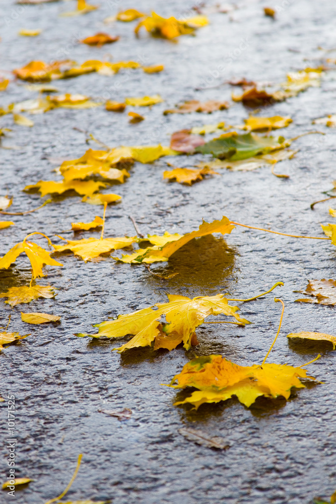 Maple leavs on a wet road