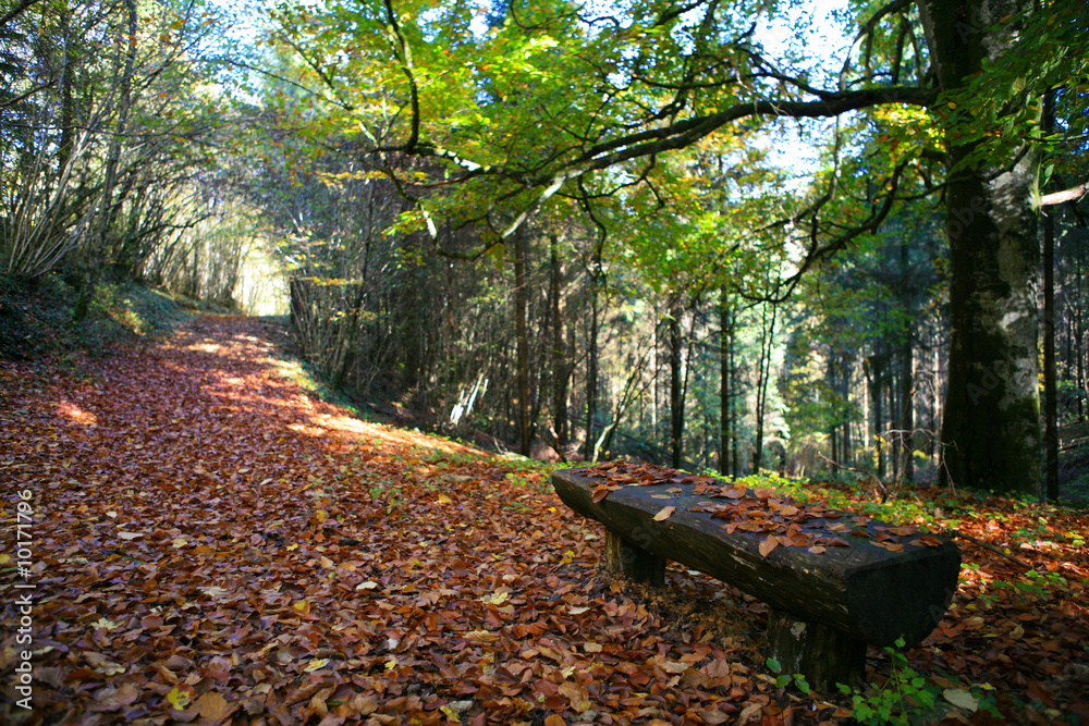 Ταπετσαρία Paysage d'automne