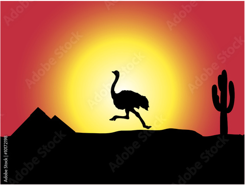 Wild ostrich is runing across the desert