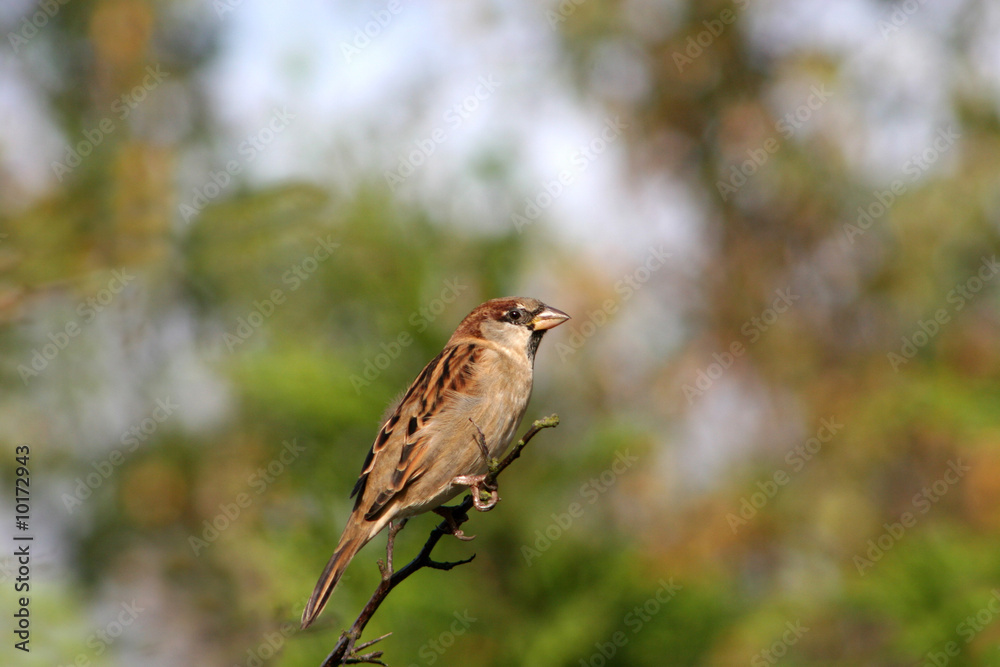 Fototapeta premium sparrow