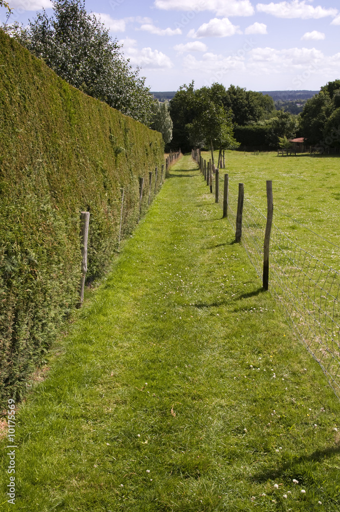 A footpath with a hedge and grass field
