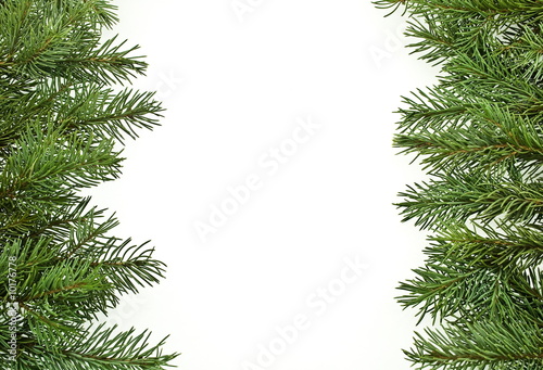 fir tree branches,