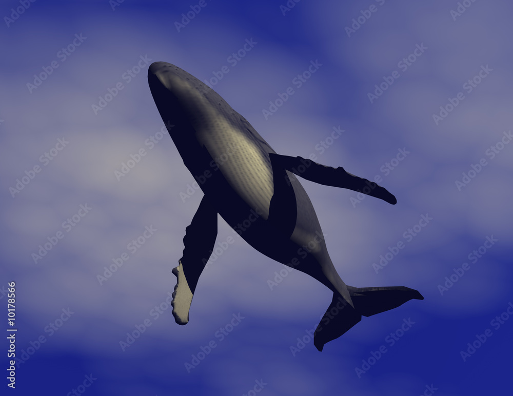 Fototapeta premium Buckelwal 081029 1