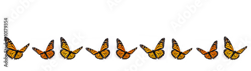 Monarch Butterfly Border on White Background
