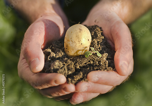 Hand holding plant, potato seed photo
