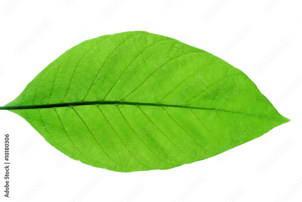 Obraz premium New life in spring again. Fresh young leaves of chestnut