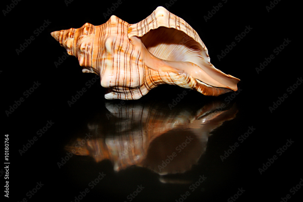 Shell and reflection Shell and reflection