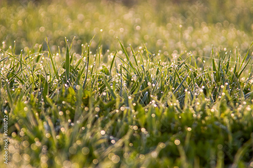 Fresh new grass in the morning after a shower of rain