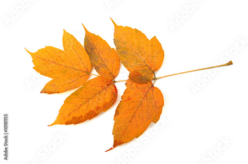 Autumn leaf isolated on white background