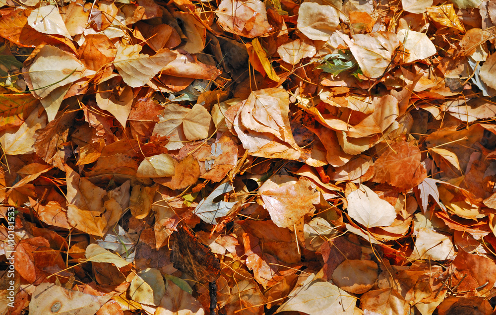 dry autumn leaves close up as a background dry autumn leaves close up as a background
