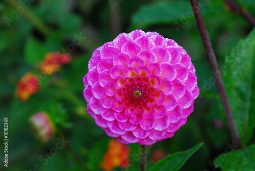 dahlia pompon rose