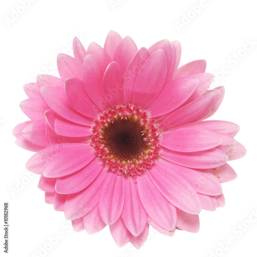 Pink gerbera daisy isolated on white