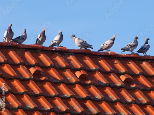 Tauben hocken auf einem Dach photo