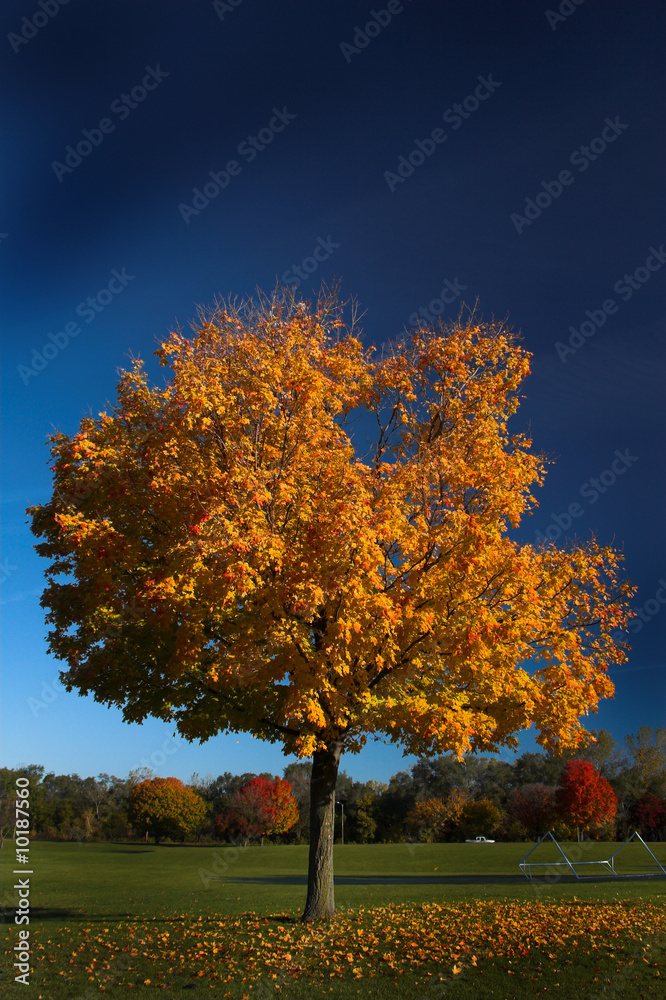 fall tree 2