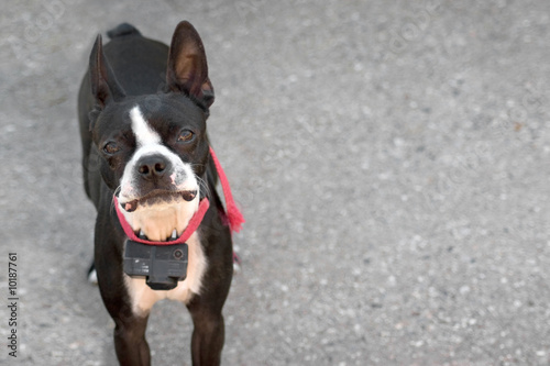 Fototapeta Naklejka Na Ścianę i Meble -  A young Boston Terrier dog looking intently out of curiosity