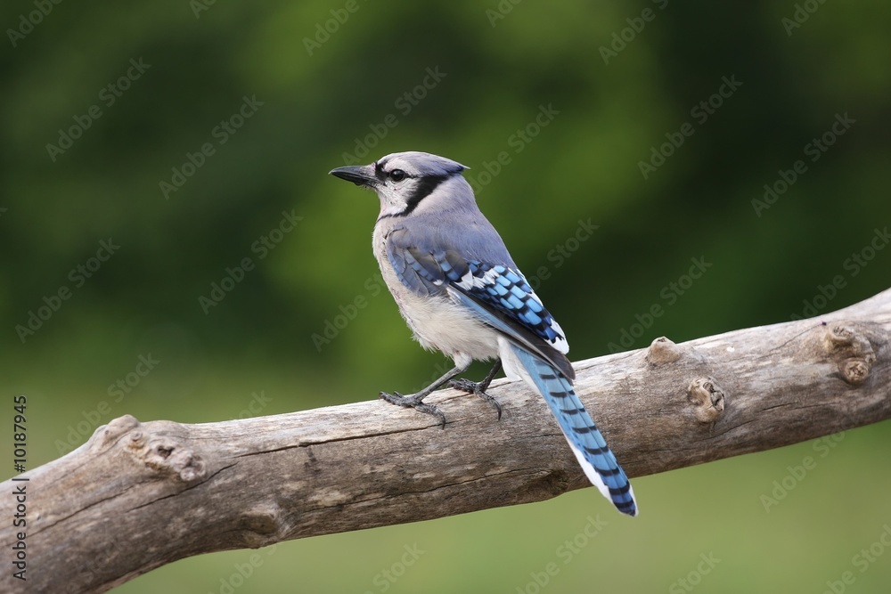 Obraz premium Blue Jay