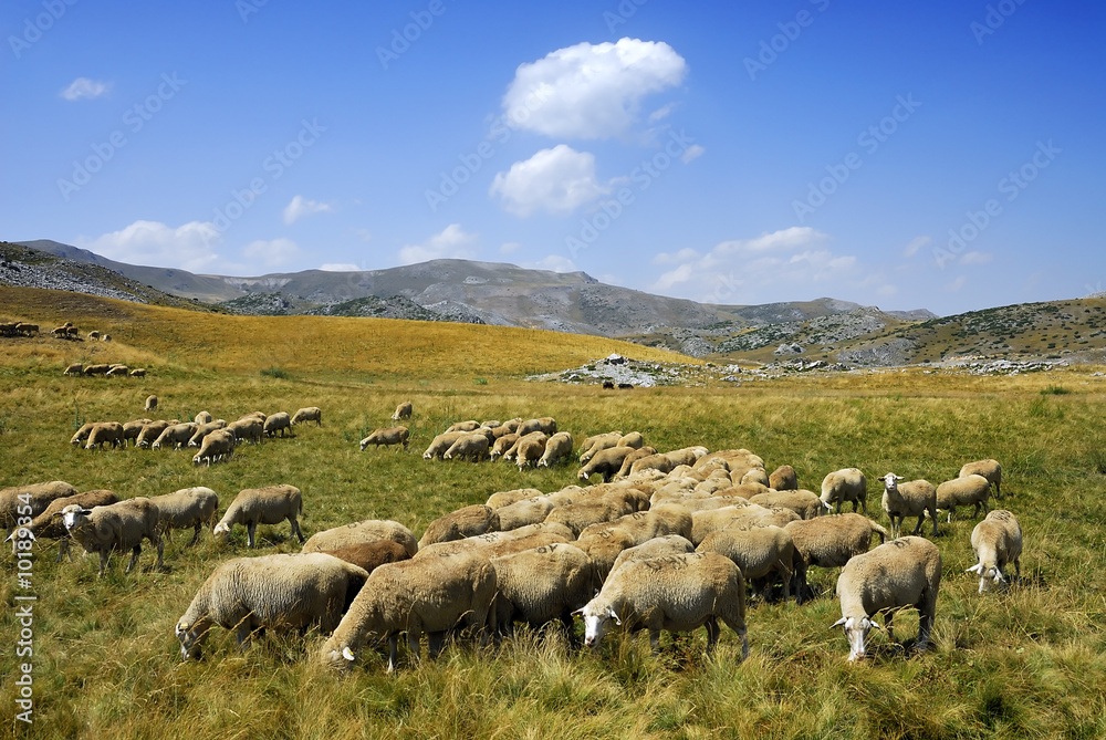 Fototapeta premium Sheep on the Bistra mountain from Macedonia
