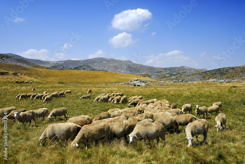 Sheep on the Bistra mountain from Macedonia