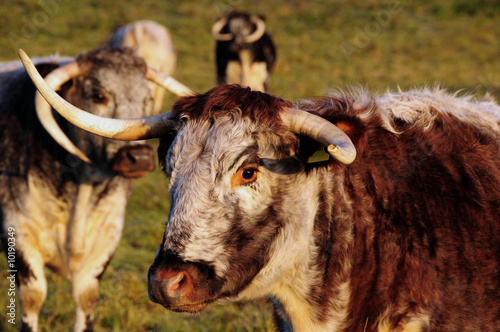 cattle