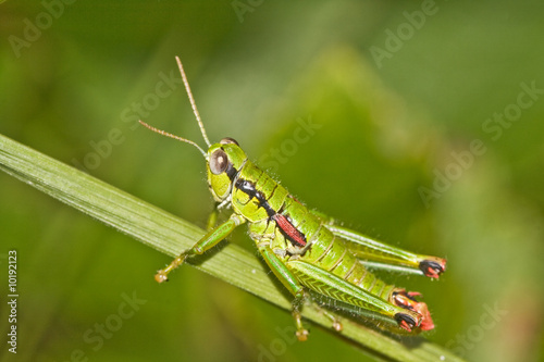 Macro shot of a grasshopper in nature.