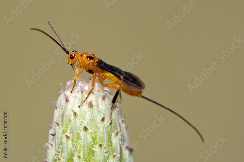 Parasitoid wasp isolated on a plant.